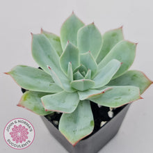 Load image into Gallery viewer, Echeveria Blue Light Frilly - John &amp; Norma&#39;s Succulents Australia
