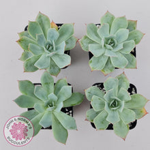 Load image into Gallery viewer, Echeveria Blue Light Frilly - John &amp; Norma&#39;s Succulents Australia
