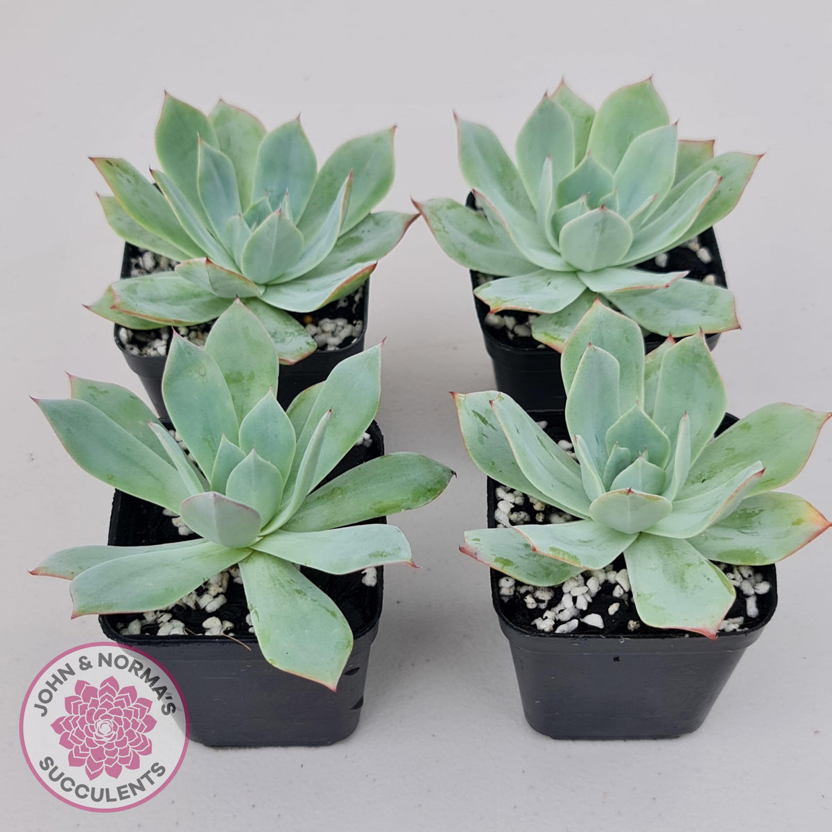 Echeveria Blue Light Frilly