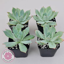 Load image into Gallery viewer, Echeveria Blue Light Frilly - John &amp; Norma&#39;s Succulents Australia
