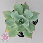 Echeveria Blue Light Frilly