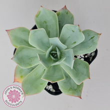 Load image into Gallery viewer, Echeveria Blue Light Frilly - John &amp; Norma&#39;s Succulents Australia
