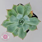 Echeveria Blue Light Frilly