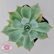 Load image into Gallery viewer, Echeveria Blue Light Frilly - John &amp; Norma&#39;s Succulents Australia
