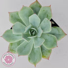 Echeveria Blue Light Frilly