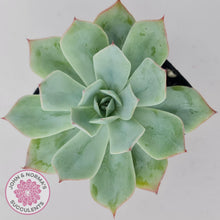 Load image into Gallery viewer, Echeveria Blue Light Frilly - John &amp; Norma&#39;s Succulents Australia
