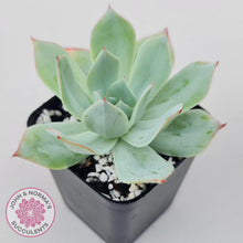 Load image into Gallery viewer, Echeveria Blue Light Frilly - John &amp; Norma&#39;s Succulents Australia
