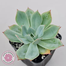 Load image into Gallery viewer, Echeveria Blue Light Frilly - John &amp; Norma&#39;s Succulents Australia
