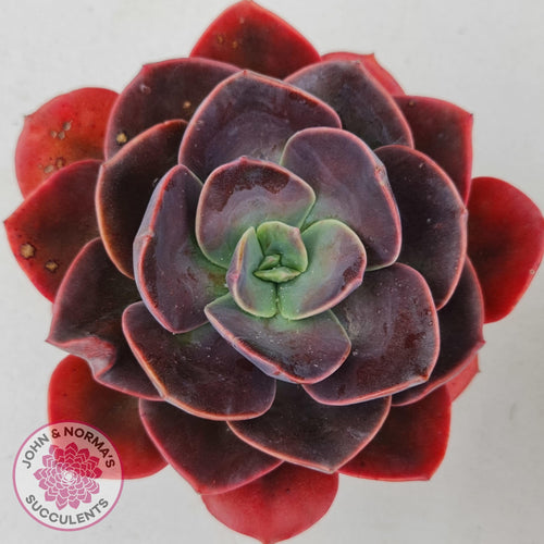 Echeveria Blue Metal - John & Norma's Succulents