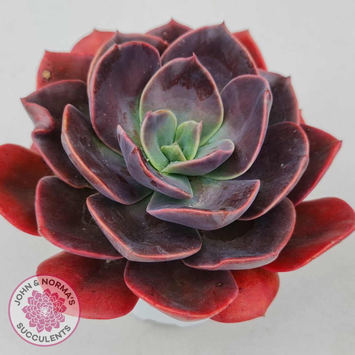 Echeveria Blue Metal (Single)