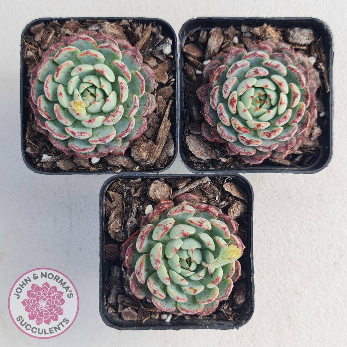 Echeveria blue minima