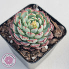 Echeveria blue minima