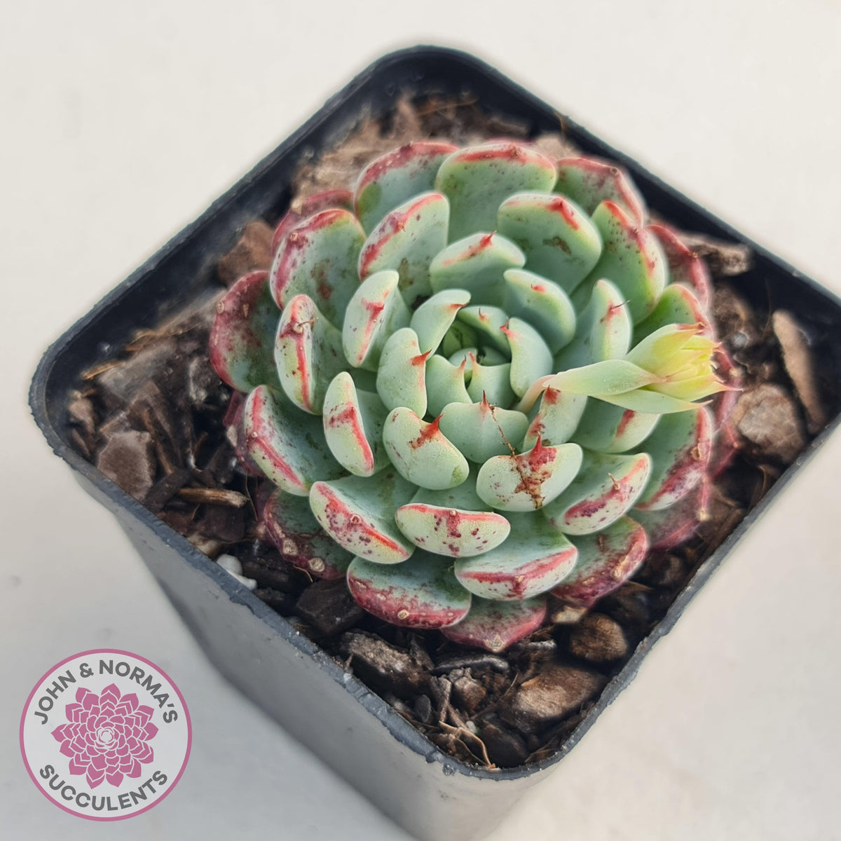 Echeveria blue minima