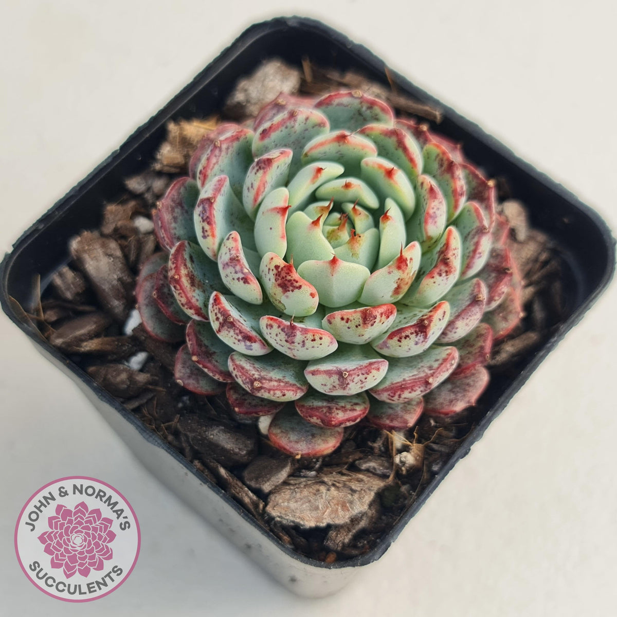 Echeveria blue minima
