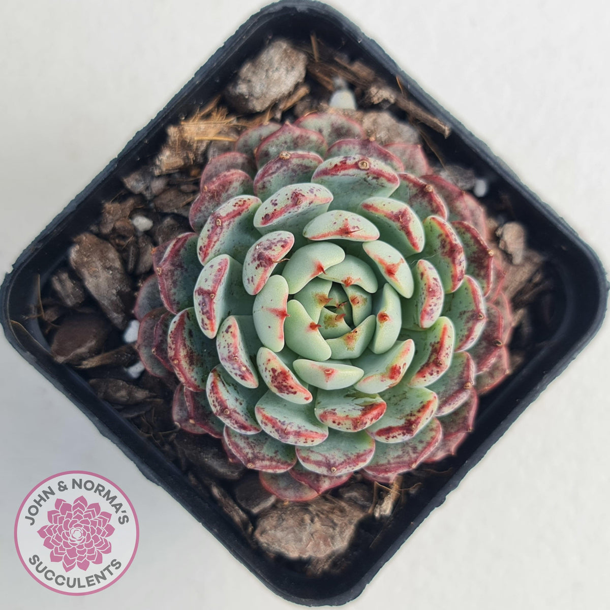 Echeveria blue minima