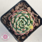Echeveria blue minima
