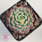 Echeveria blue minima