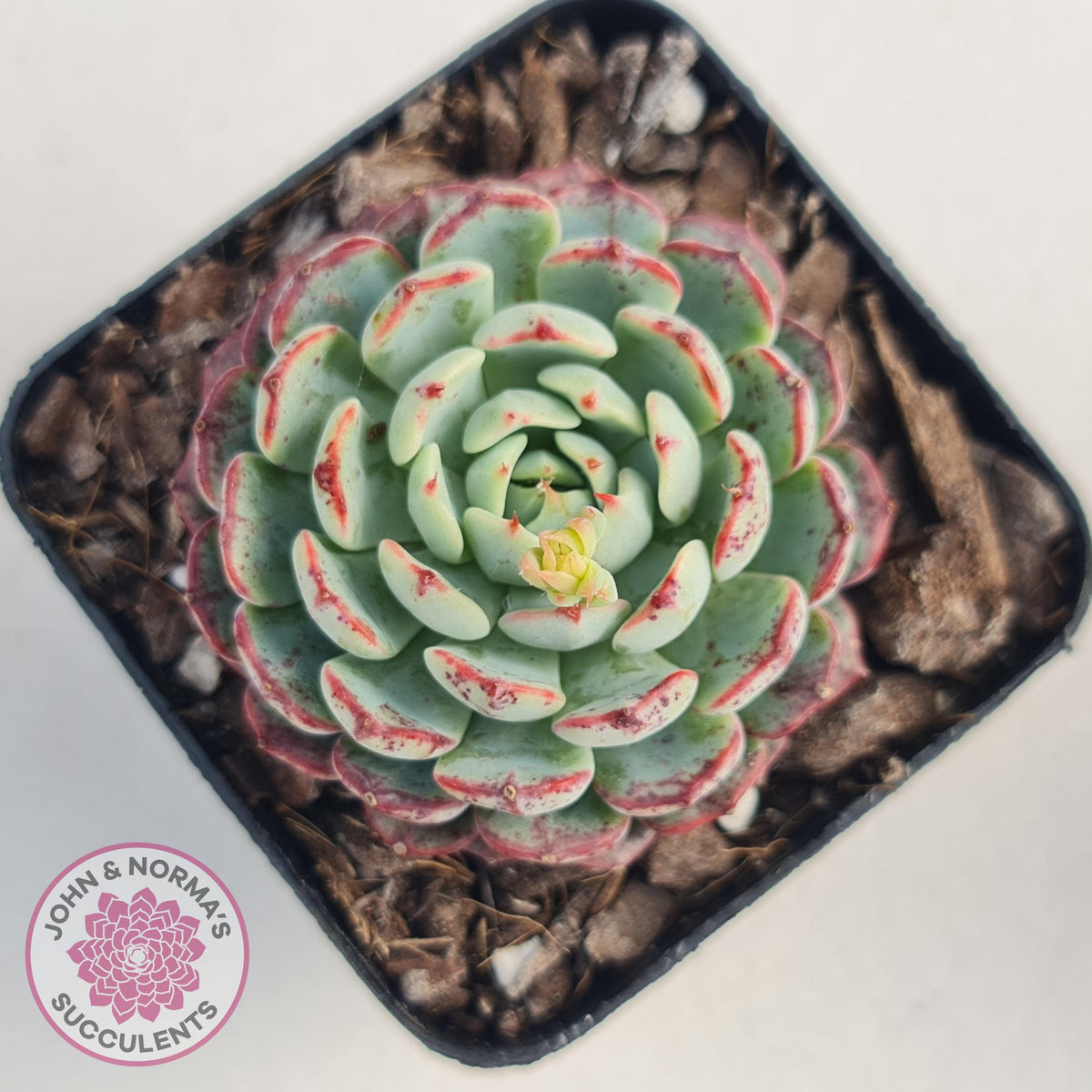 Echeveria blue minima