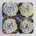 Echeveria 'Blue Surprise'