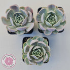 Echeveria 'Blue Surprise'