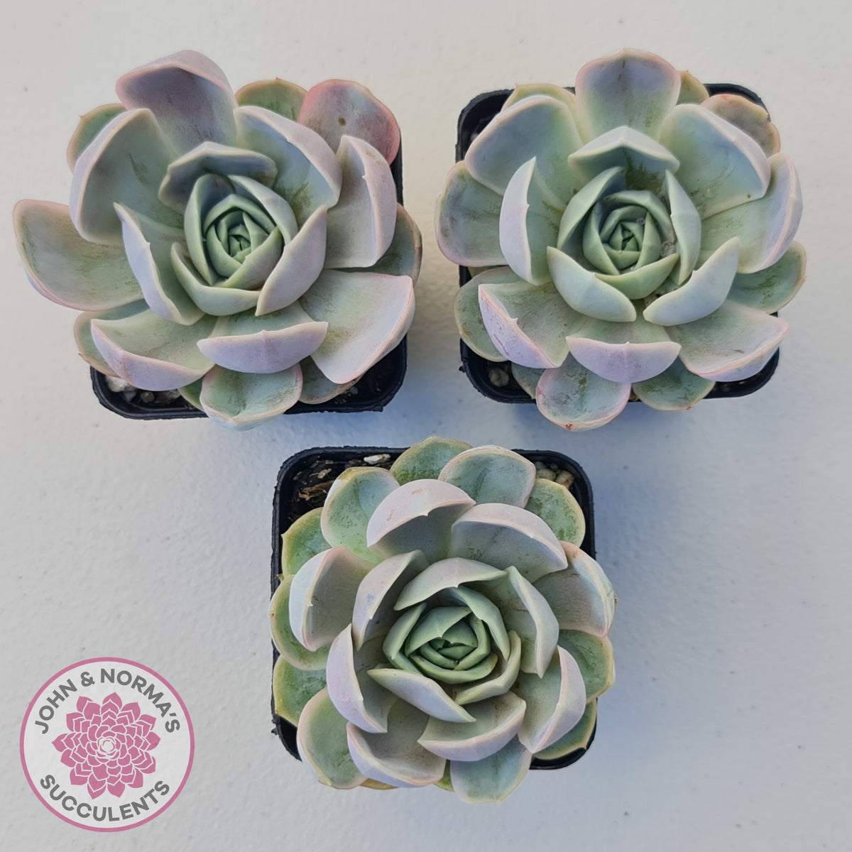 Echeveria 'Blue Surprise'