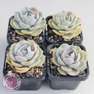 Echeveria 'Blue Surprise'