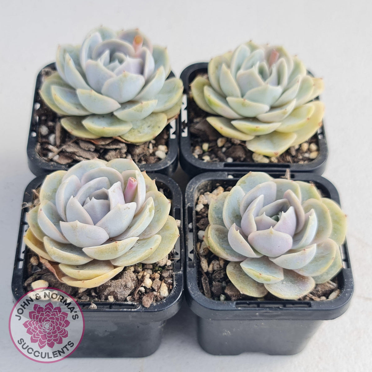 Echeveria 'Blue Surprise'