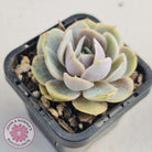 Echeveria 'Blue Surprise'