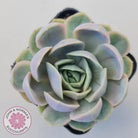 Echeveria 'Blue Surprise'