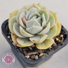 Echeveria 'Blue Surprise'