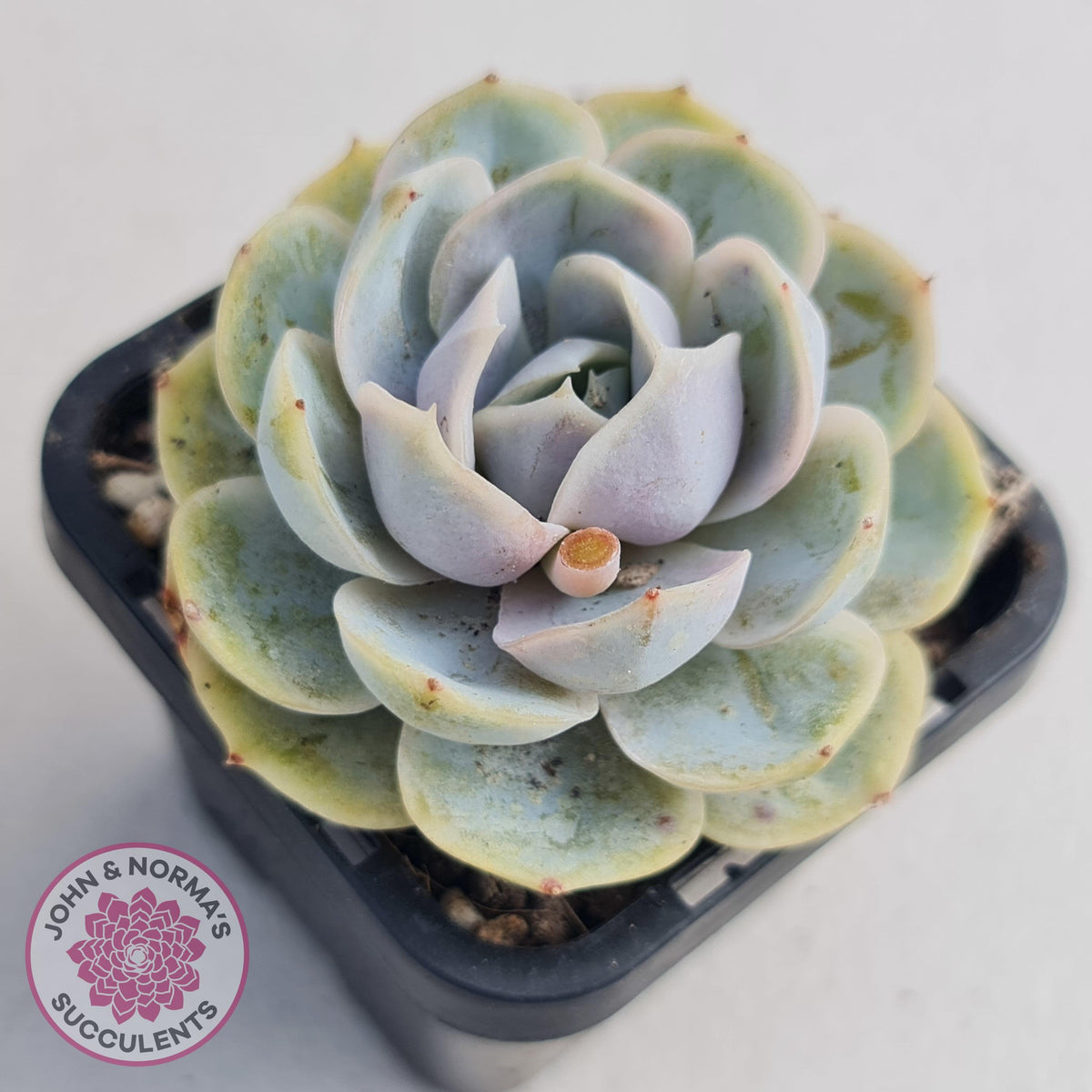 Echeveria 'Blue Surprise'