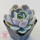 Echeveria 'Blue Surprise'