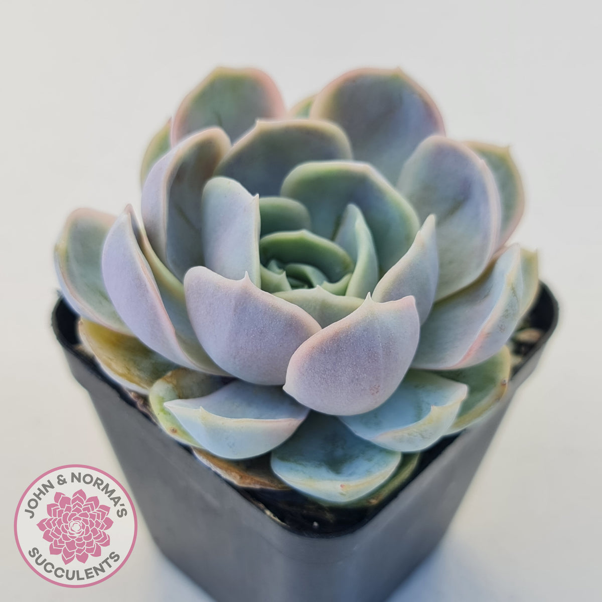 Echeveria 'Blue Surprise'