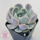 Echeveria 'Blue Surprise'