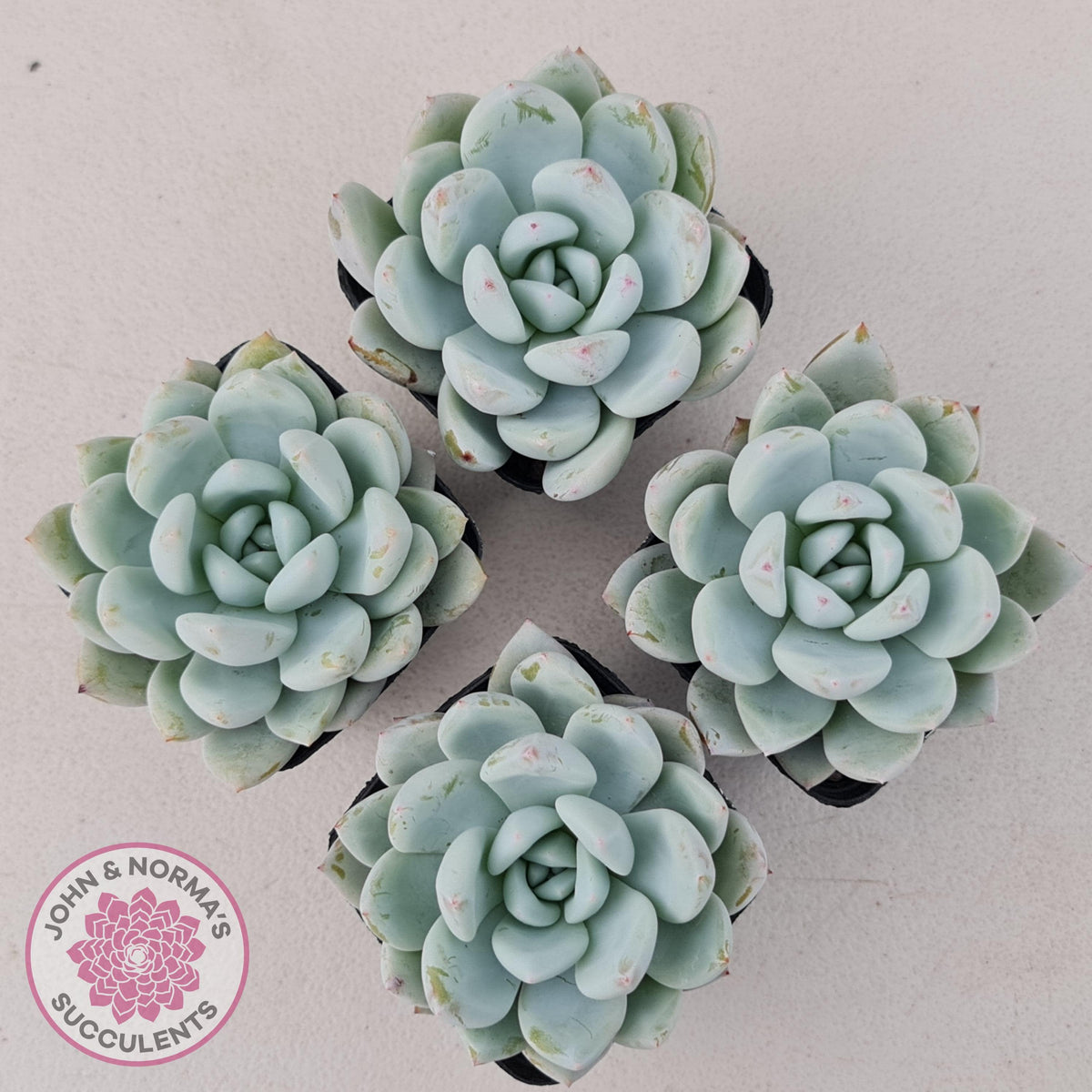 Echeveria 'Candy Heart'