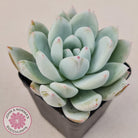 Echeveria 'Candy Heart'
