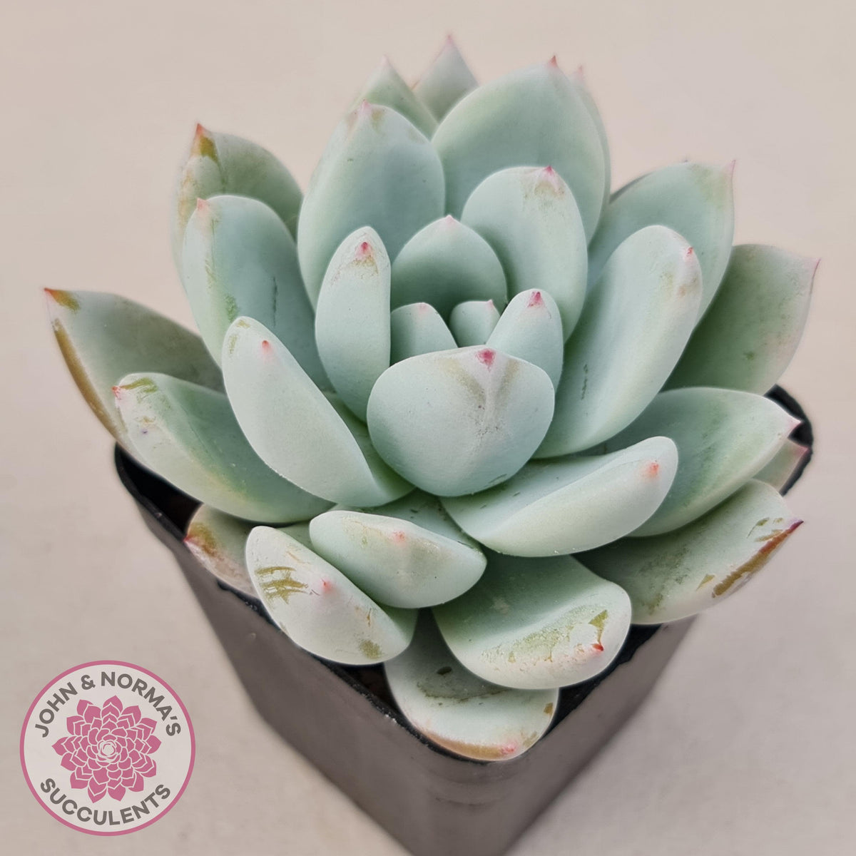 Echeveria 'Candy Heart'