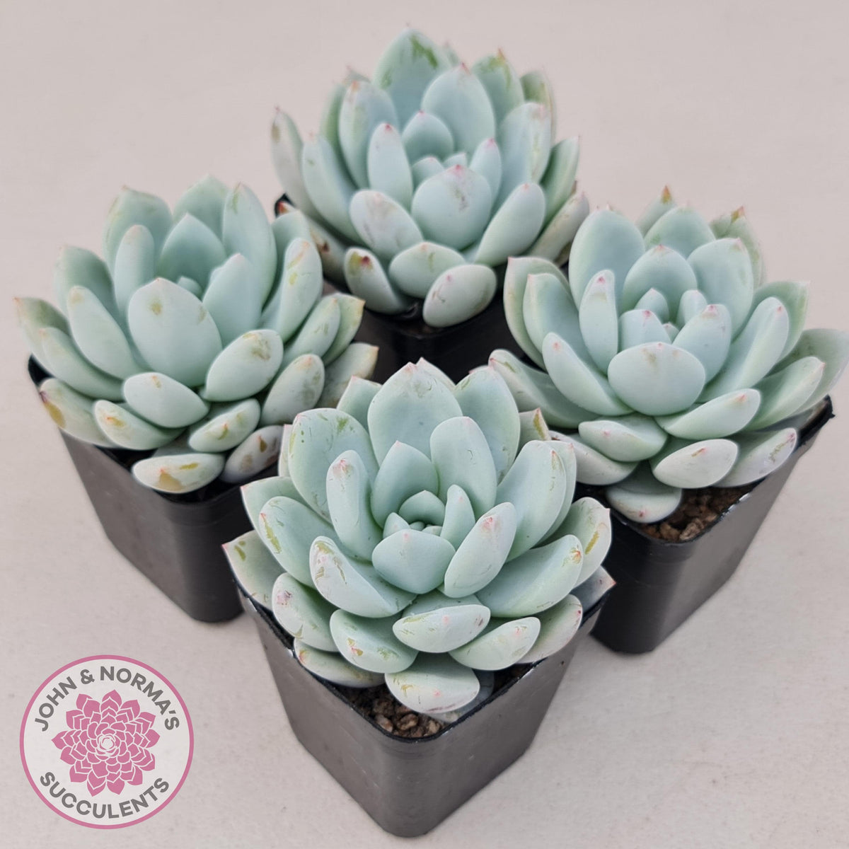 Echeveria 'Candy Heart'