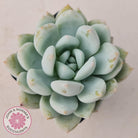 Echeveria 'Candy Heart'