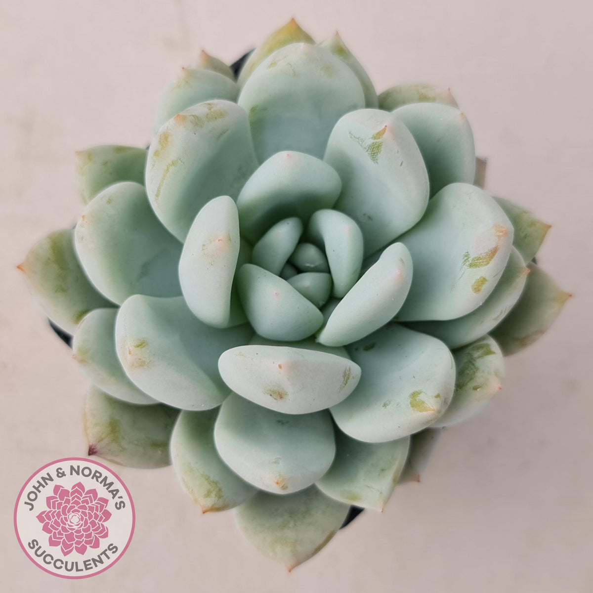 Echeveria 'Candy Heart'