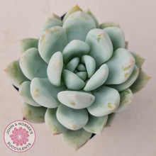 Load image into Gallery viewer, Echeveria Candy Heart - John &amp; Norma&#39;s Succulents
