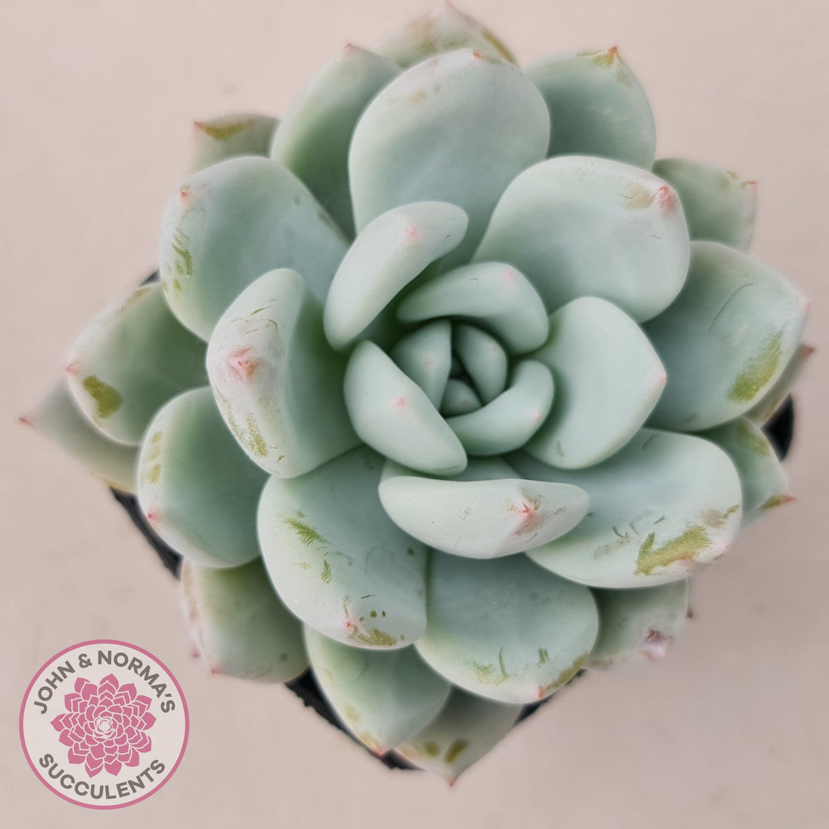 Echeveria 'Candy Heart'
