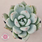 Echeveria 'Candy Heart'