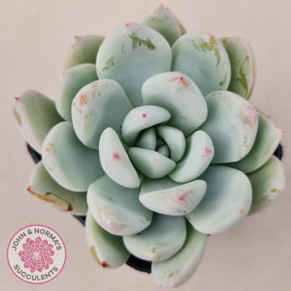 Echeveria 'Candy Heart'