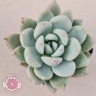 Echeveria 'Candy Heart'