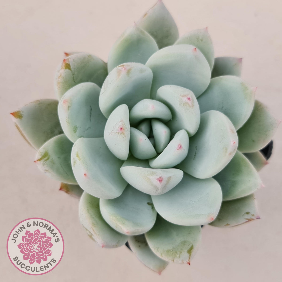 Echeveria 'Candy Heart'