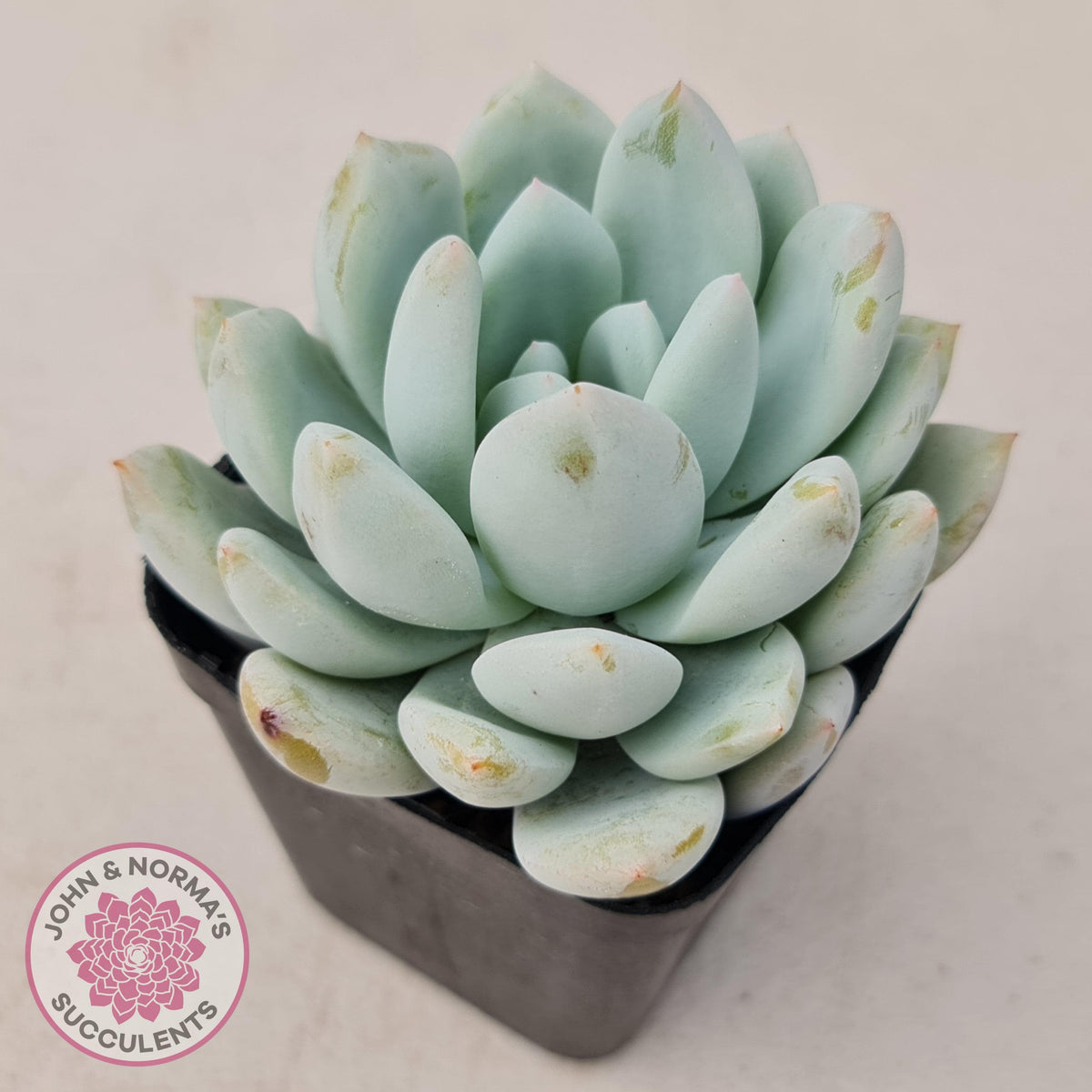 Echeveria 'Candy Heart'