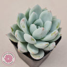 Echeveria 'Candy Heart'