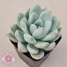 Load image into Gallery viewer, Echeveria Candy Heart - John &amp; Norma&#39;s Succulents
