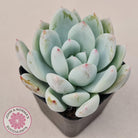 Echeveria 'Candy Heart'